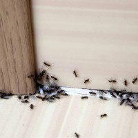 mravlje na vogalu
