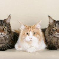 Maine_coon