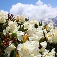 beli rododendron