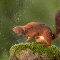 vreme, veverica, dež