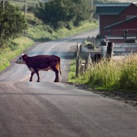 krava na cesti