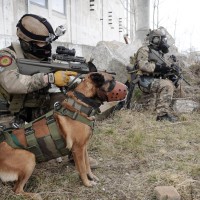 avstrijska vojska, vojaški pes