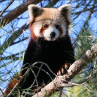 rdeči panda, živalski vrt lyon