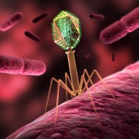 bakteriofag (1)