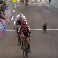Pes, kolesarji