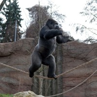 krefeld, živalski vrt, gorila