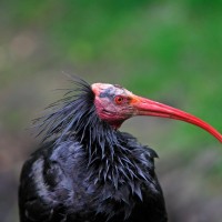 Klavžar, grivasti ibis