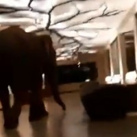slon, šrilanka, hotel