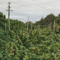 plantaža, marihuana