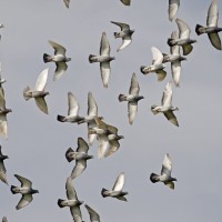 tekmovalni golobi, golobi pismonoše