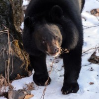 himalajski črni medved