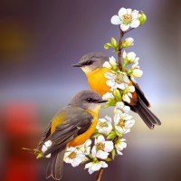 ptici pomlad