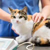 veterinar, mačka, simbolična