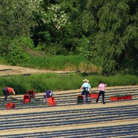 sezonski-delavci, kmetijstvo
