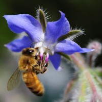 boraga, čebela 