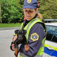 policijska uprava kranj, najden pes