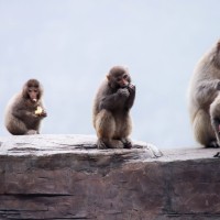 makaki, opice