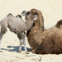kamela, kamelji mladič
