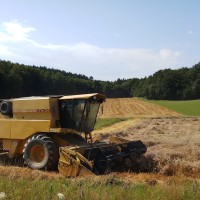 pšenica, polje