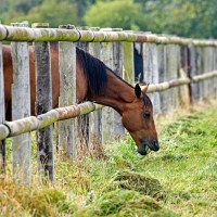 konj, kobila, pašnik, lesena ograja, trava