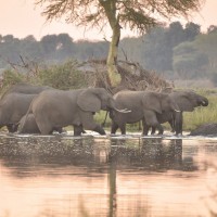 slon, sloni, zimbabve