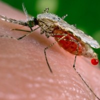 Anopheles, komar, malarija