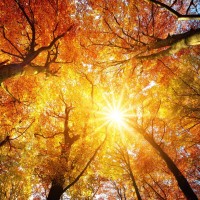 jesen, drevesa, sonce