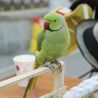 zelen papagaj