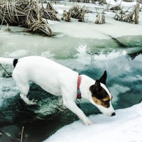 pes, odjuga, potok, zima