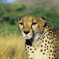 gepard, namibija