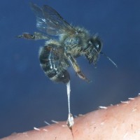 čebela, čebelji pik