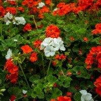 pelargonije