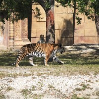 bengalski tiger