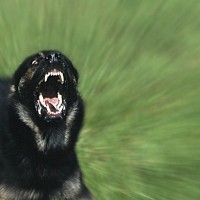 pes, nemški ovčar, agresiven pes, hud pes, lajež, ugriz