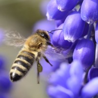 čebela, cvet, opraševanje, pomlad