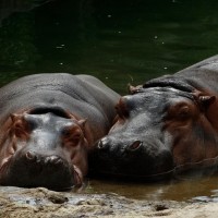 hippos unsplash