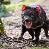 tasmanski vrag