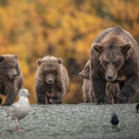 medved, medvedka, mladiči, aljaska