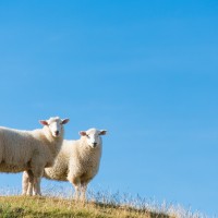 ovce, ovci, ovca, pašnik, nova zelandija