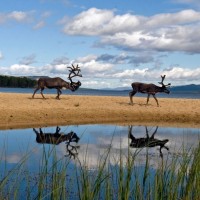 severni jelen, jezero Femund, Norveška