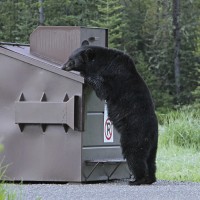 medved, odpadki