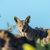 kojot