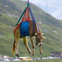 krava, helikopter, švicarske-alpe