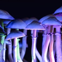 colorful-psilocybin-mushrooms