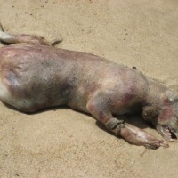 montauk-monster