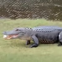 aligator, golf žogica