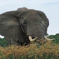 slon, uganda