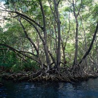 mangrove, močvirje