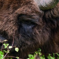 zober, evropski bizon