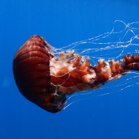 Kompasna meduza